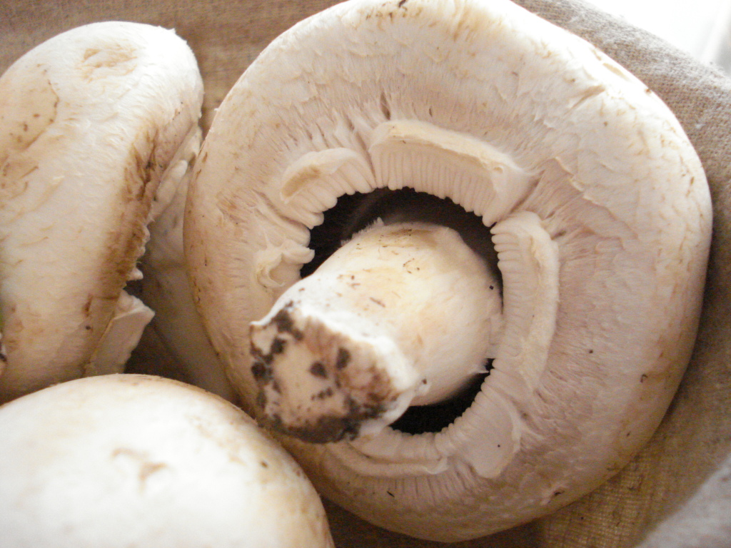 Funghi da fare alla griglia: Champignon