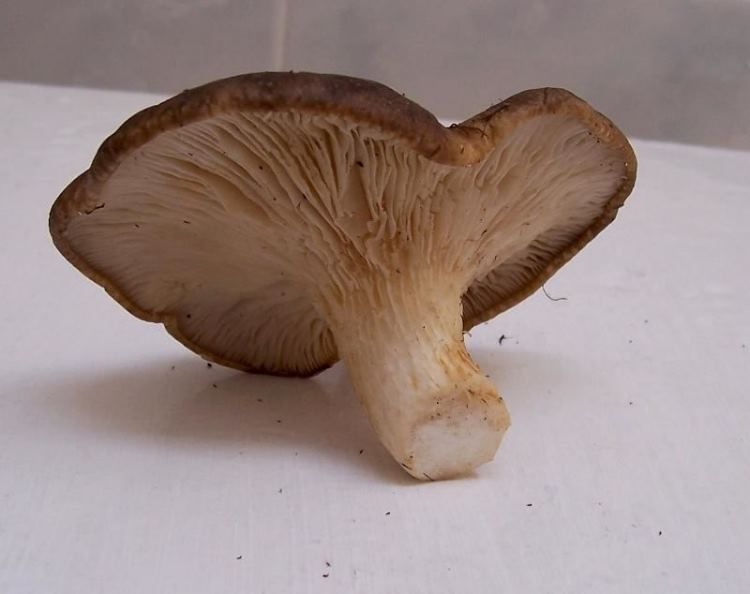 Funghi da fare alla griglia: Pleurotus