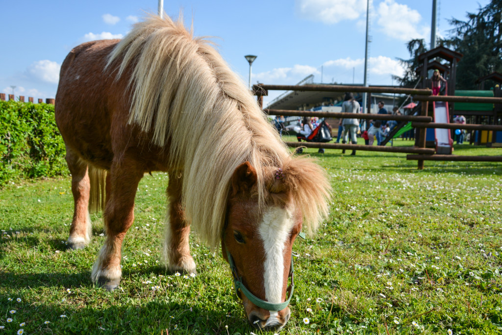 BBQ FESTIVAL - I pony per i bambini