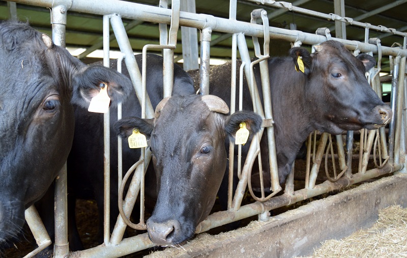 CARNE DI KOBE: L'allevamento