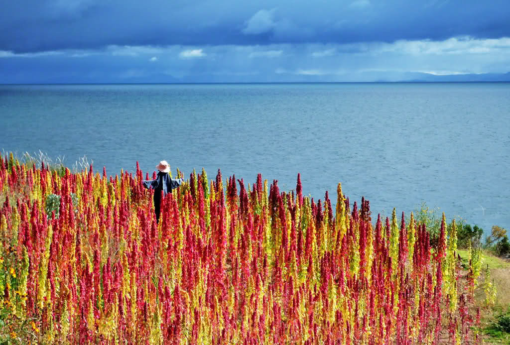 IL GRANDE BLUFF DELLA QUINOA: LE PIANTAGIONI IN SUD AMERICA