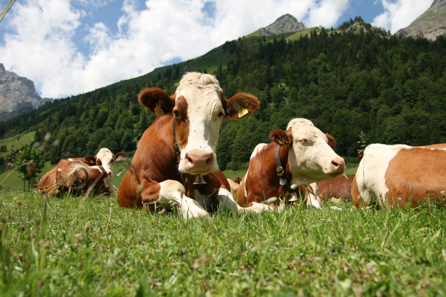 IL CONSUMO DI CARNE DIMINUISCE, COSÌ COME LA PRODUZIONE