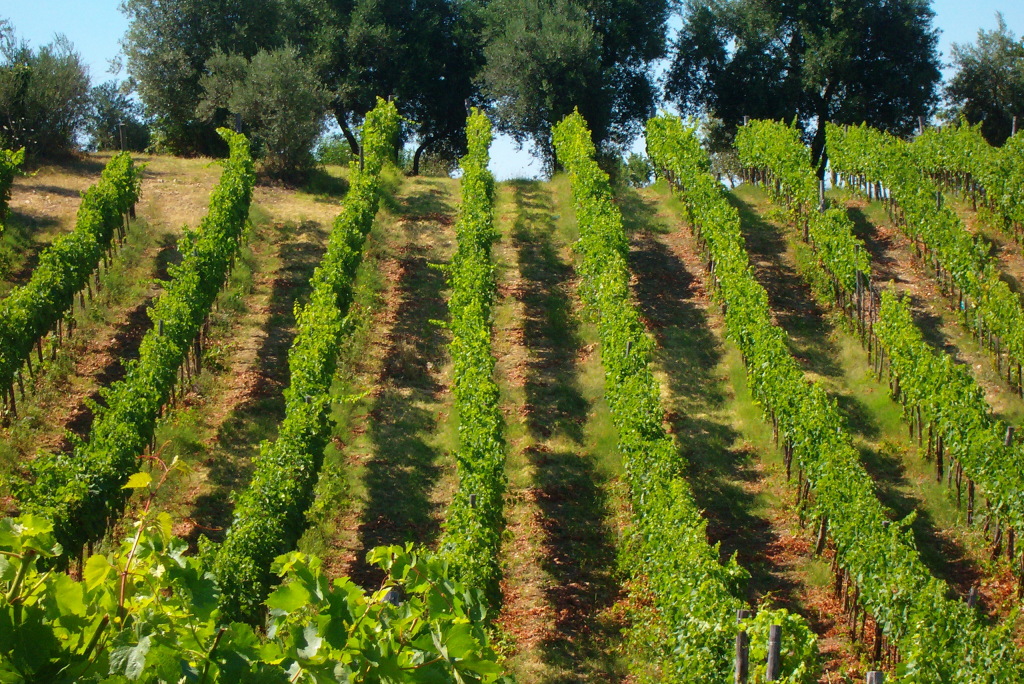 vigneti di aglianico