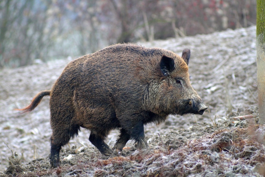 Il Cinghiale è molto presente nelle aree boschive dell'Umbria