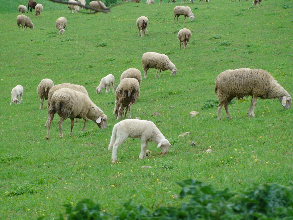 Agnelli al pascolo