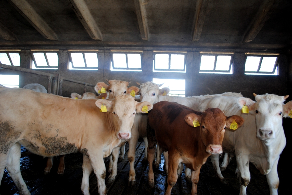 Allevamento bovini LemCarni