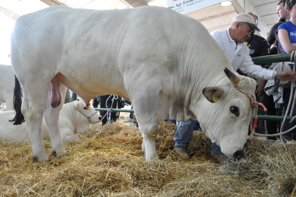 Marchigiana alimentata a fieno