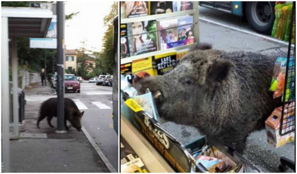 cinghiale trieste