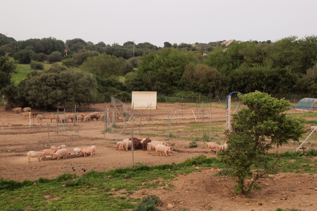 Gallura Pig maiali allo stato brado