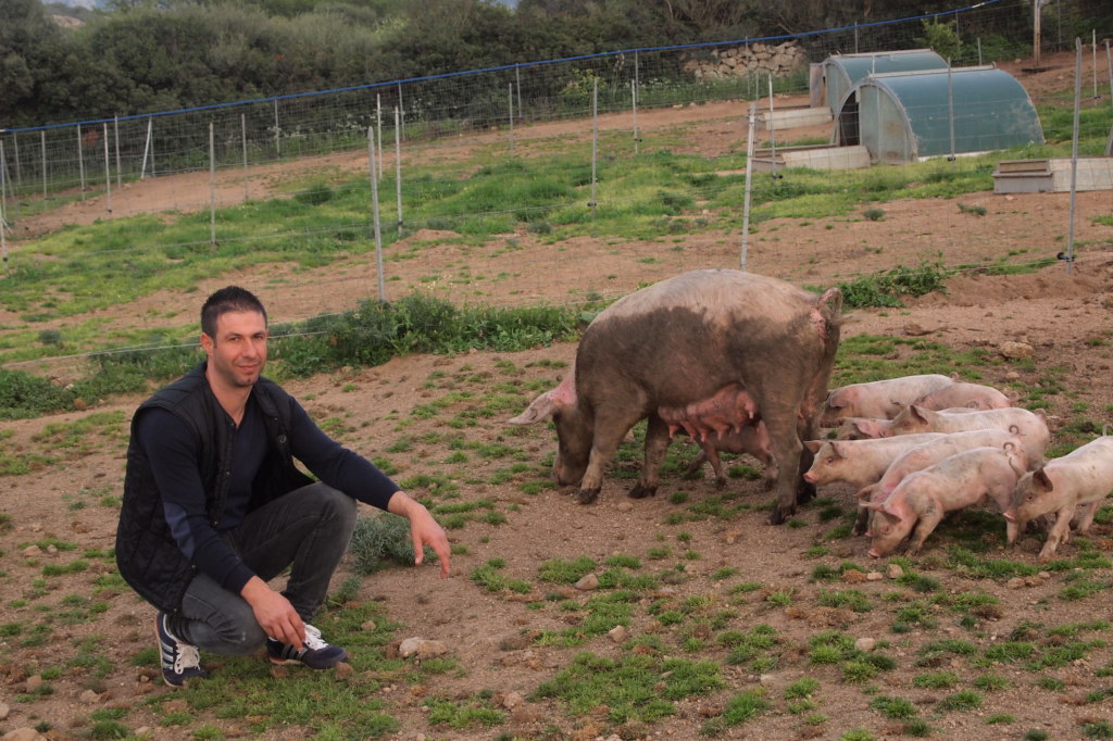 Gallura Pig maiali allo stato brado - Luciano