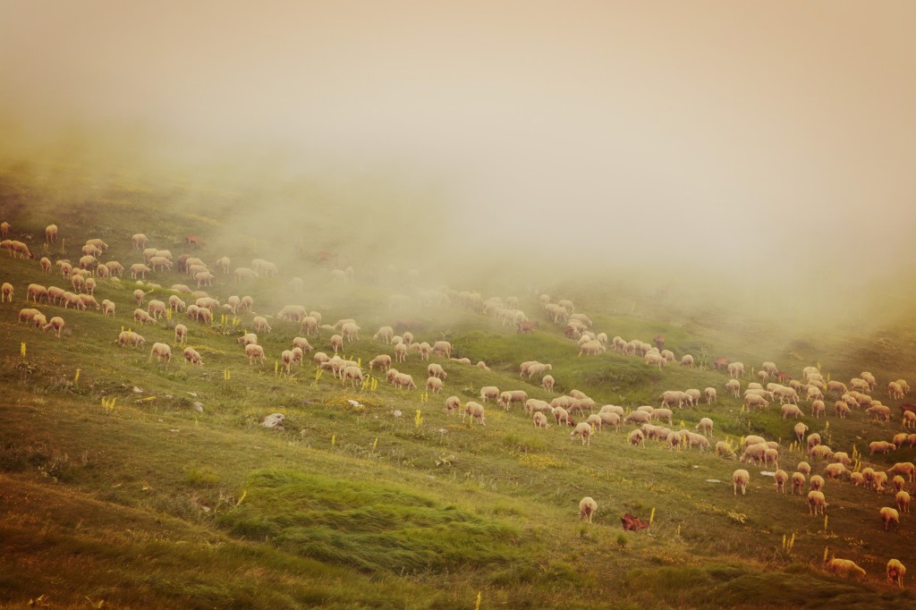 PECOREPAESAGGIO