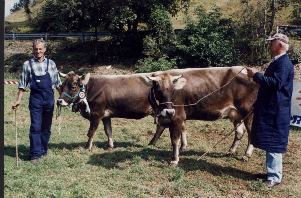 RAZZE BOVINE LOCALI: LA CABANNINA