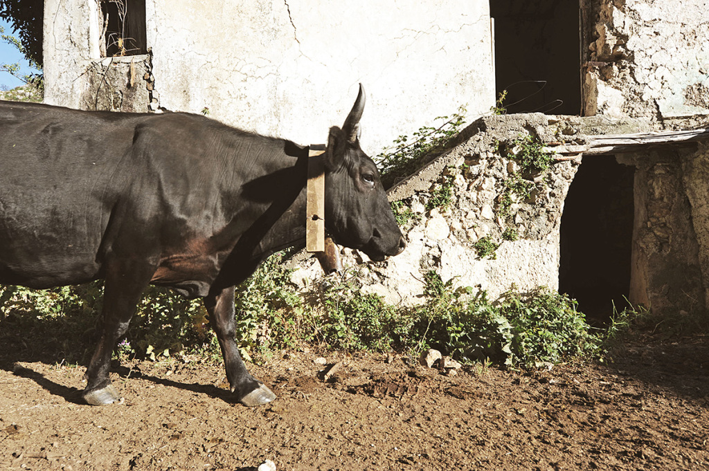 RAZZE BOVINE LOCALI: LA CINISARA