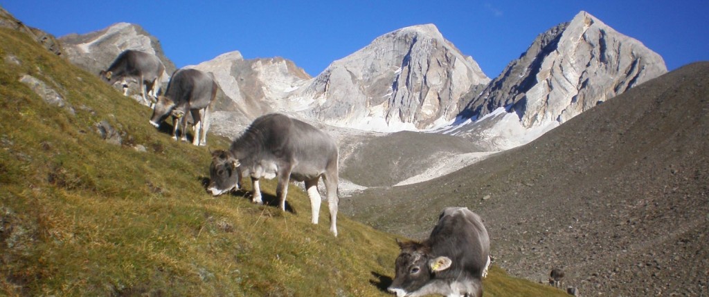 RAZZE BOVINE LOCALI: LA GRIGIO ALPINA