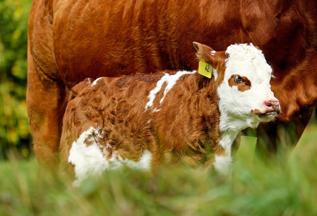 ANTIBIOTICI CARNE BOVINI