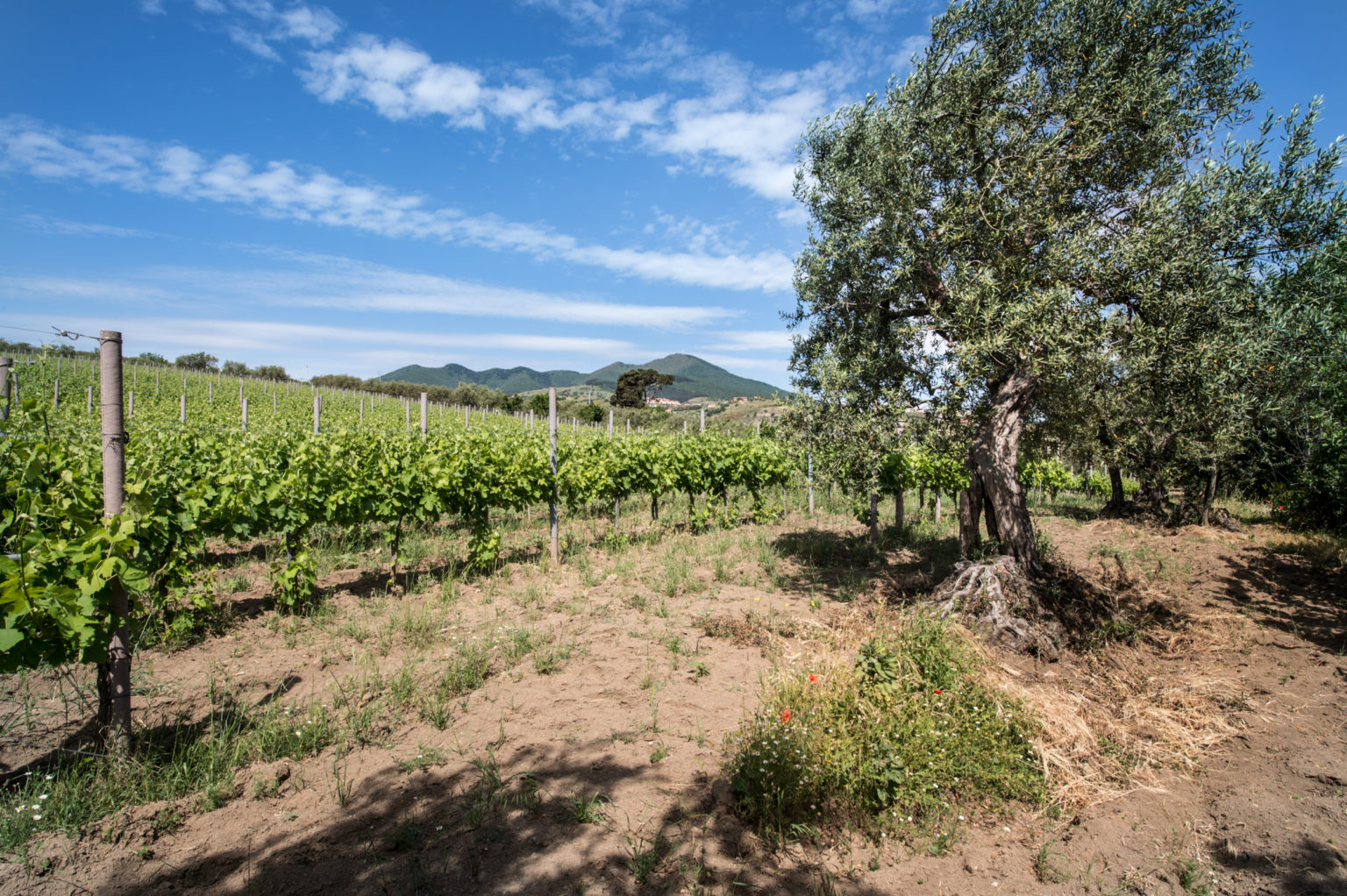 Cantine del notaio