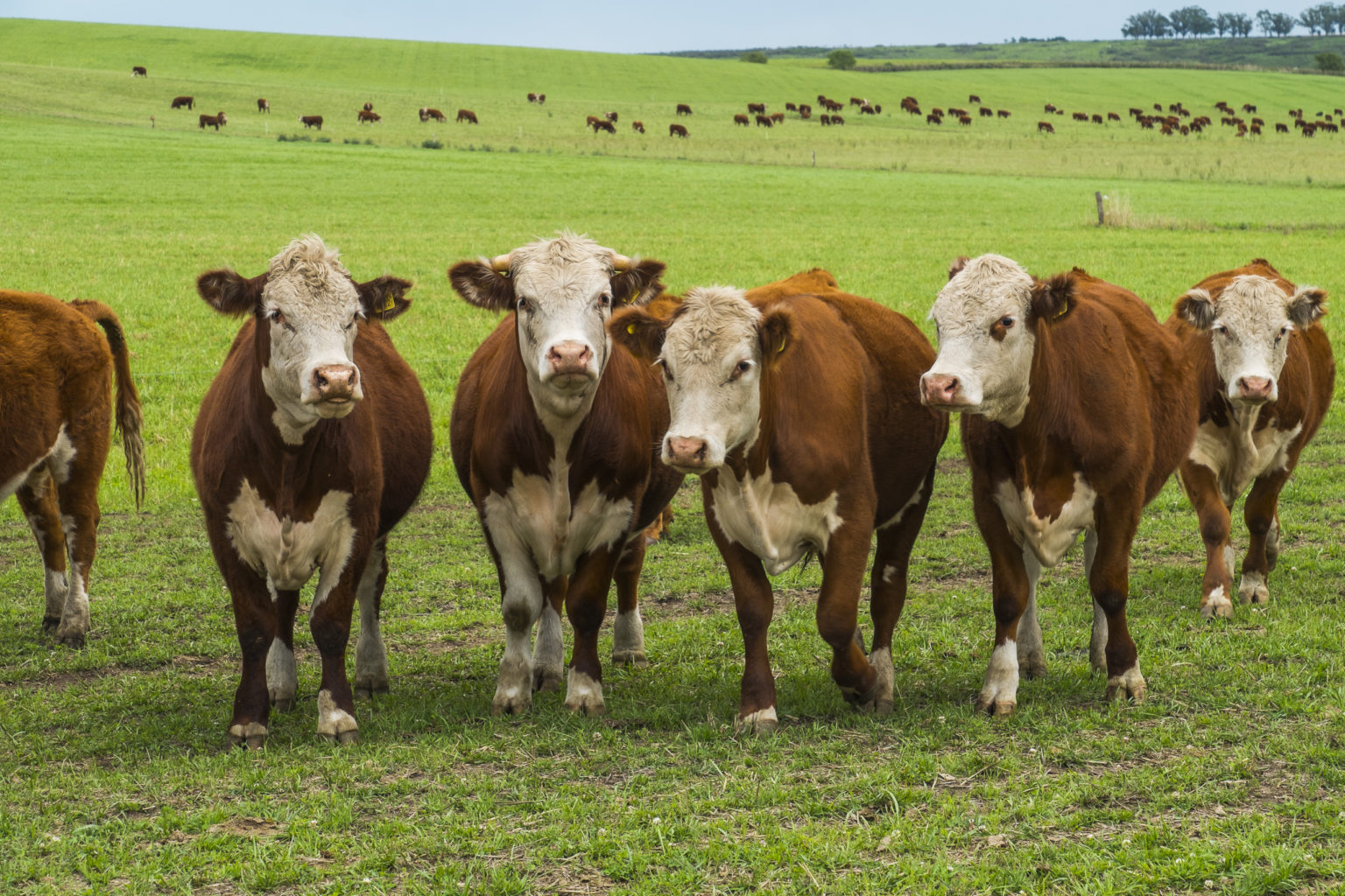 Benessere animale e frollatura