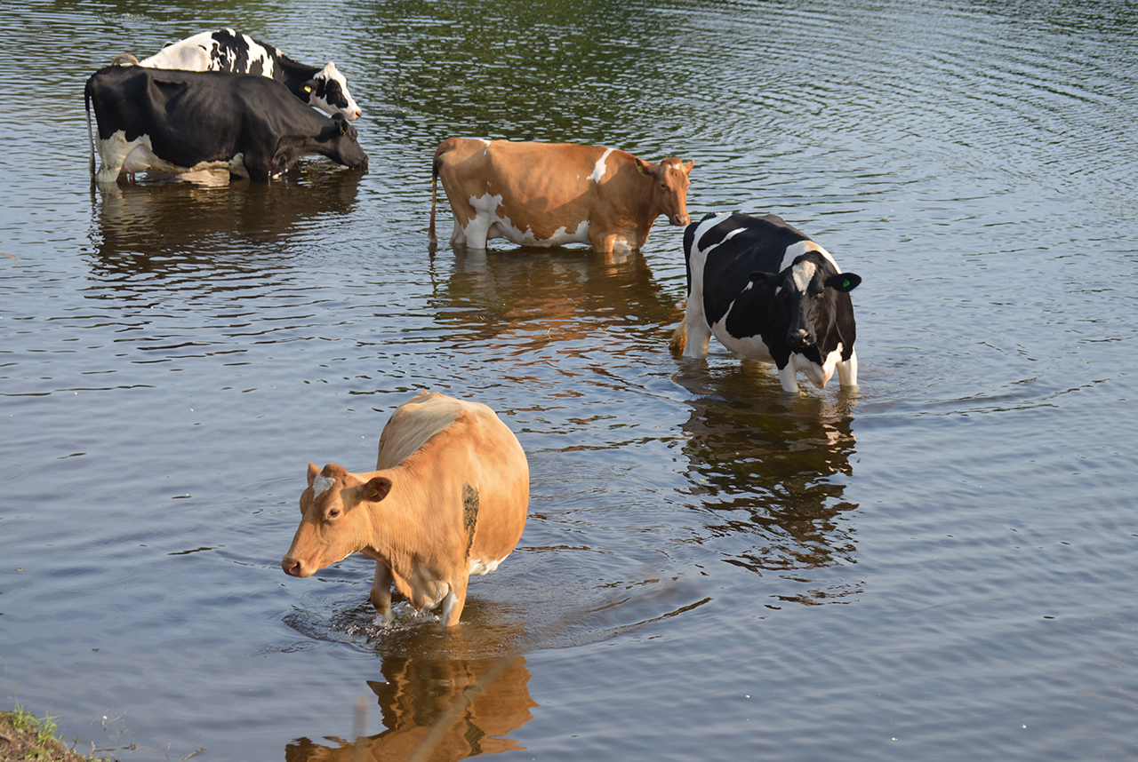 acqua carne