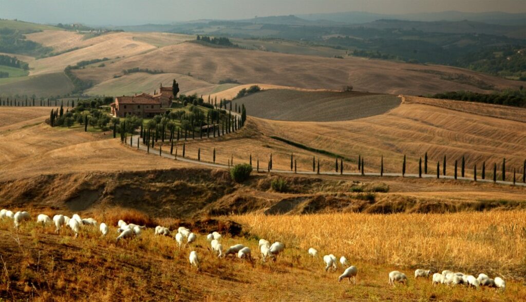 pecore campi dall'alto