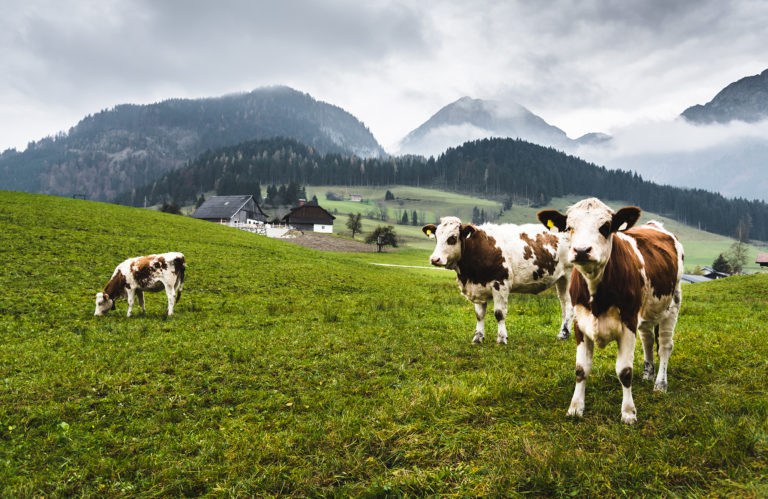 Agroalimentare italiano